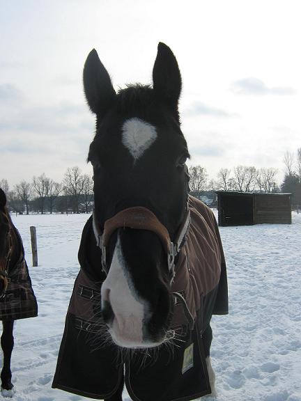 Winter 2010 klein.JPG