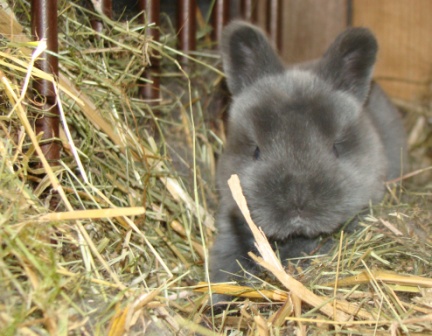 Hase1.JPG