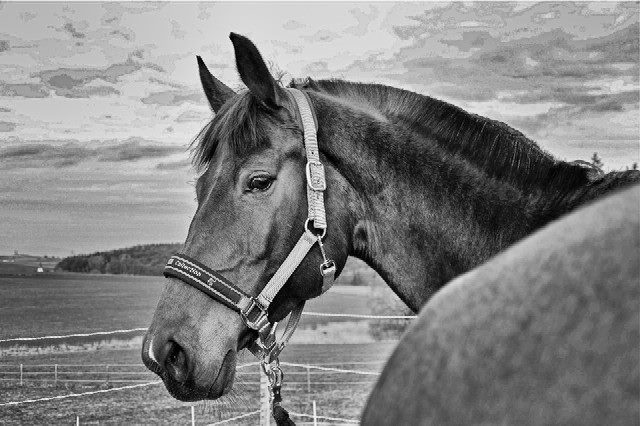 Flicka01.jpg