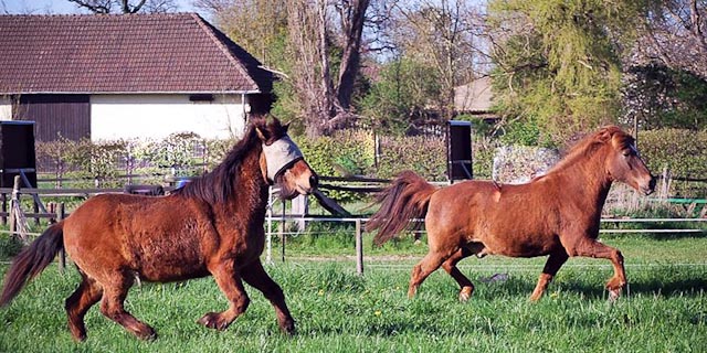 20160421-Anweiden Hannes und Prolog-2.jpg