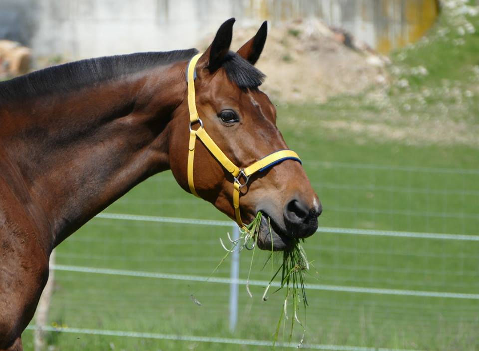 Flicka04.jpg