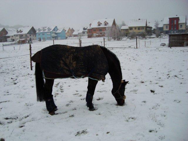 DSC02803.jpg