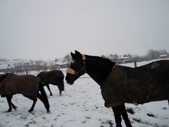 DSC02799.jpg