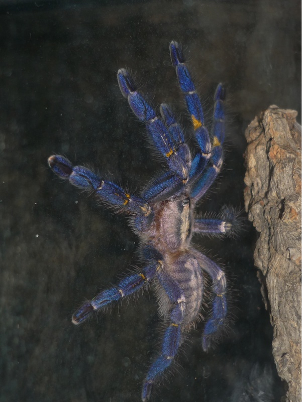 pmetallica8.jpg