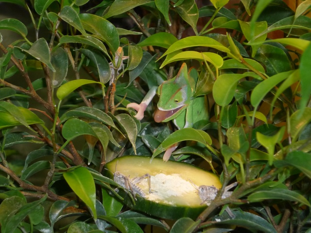 Flopsnichen5.jpg