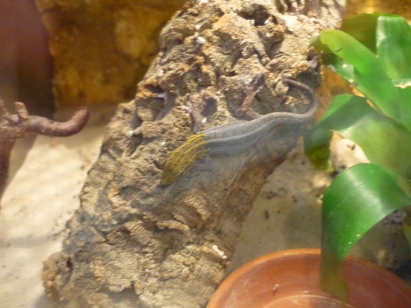 gelbkopfgecko1.jpg
