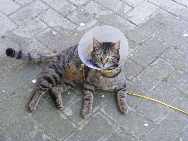 käthe4 schön schauen.jpg